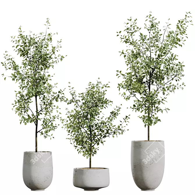 Gorgeous Mini Olive Tree Models 3D model image 1