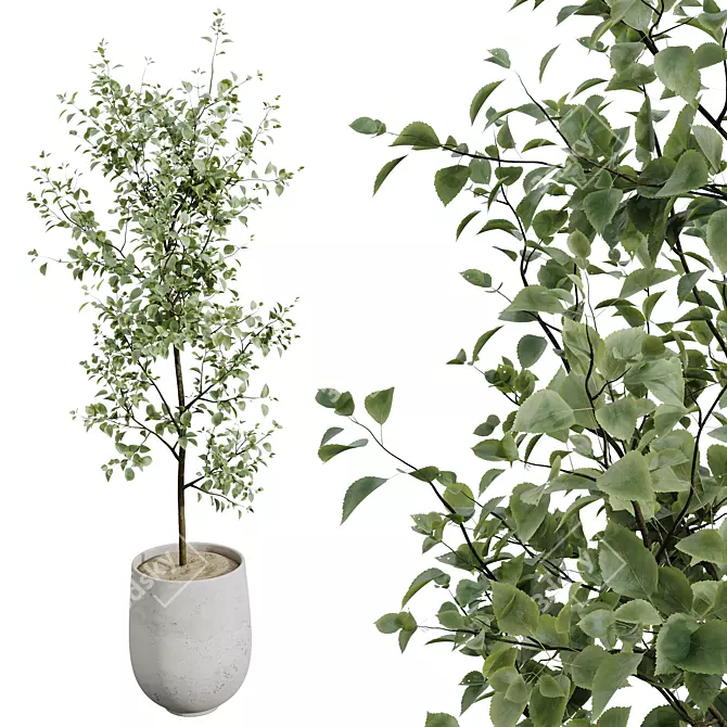 Gorgeous Mini Olive Tree Models 3D model image 2