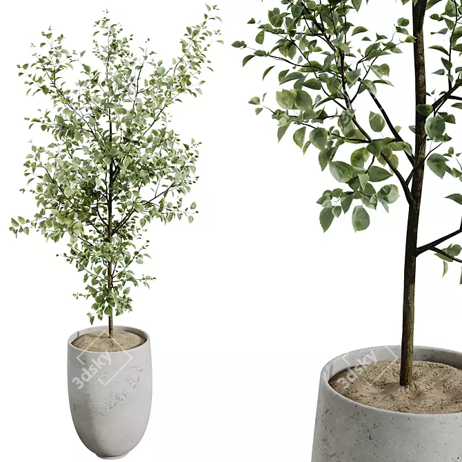 Gorgeous Mini Olive Tree Models 3D model image 3