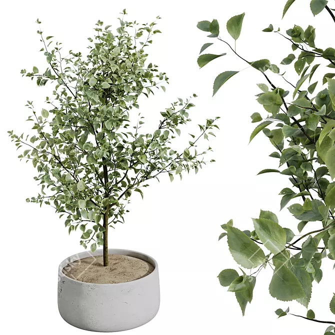 Gorgeous Mini Olive Tree Models 3D model image 4