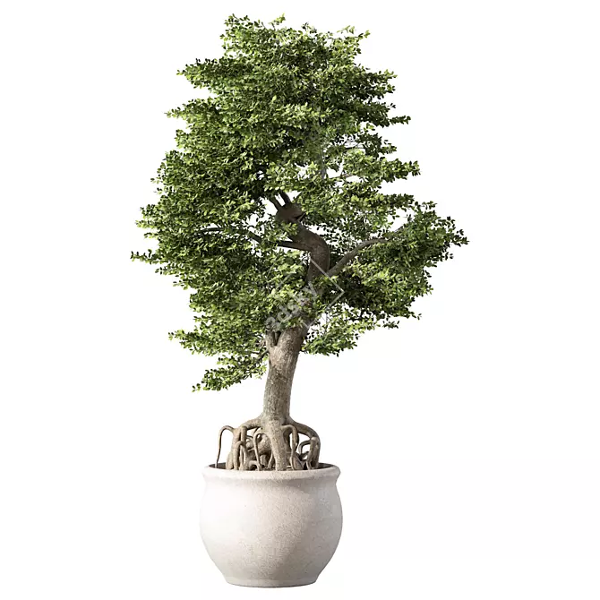 Mini Bonsai Tree Set 3D model image 1