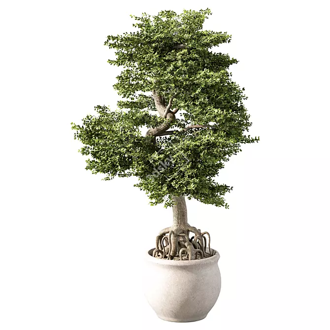 Mini Bonsai Tree Set 3D model image 2