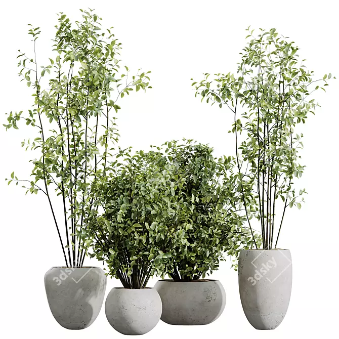 Silvery Olive Tree Houseplants 3D model image 1