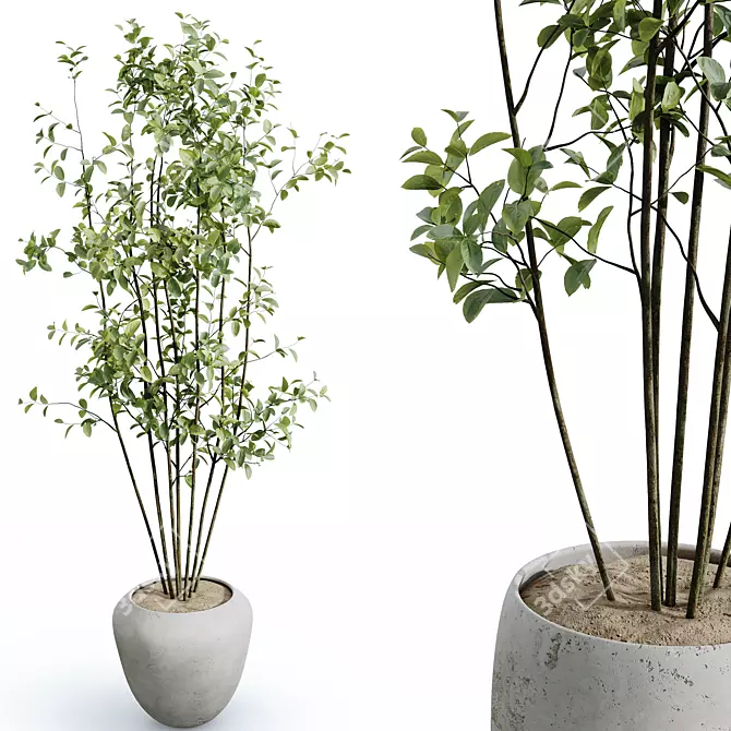 Silvery Olive Tree Houseplants 3D model image 2