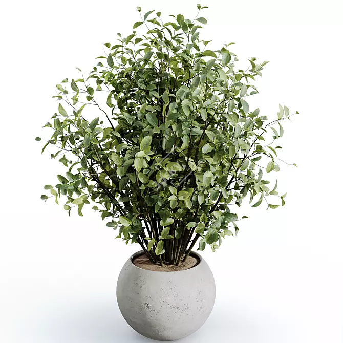 Silvery Olive Tree Houseplants 3D model image 4