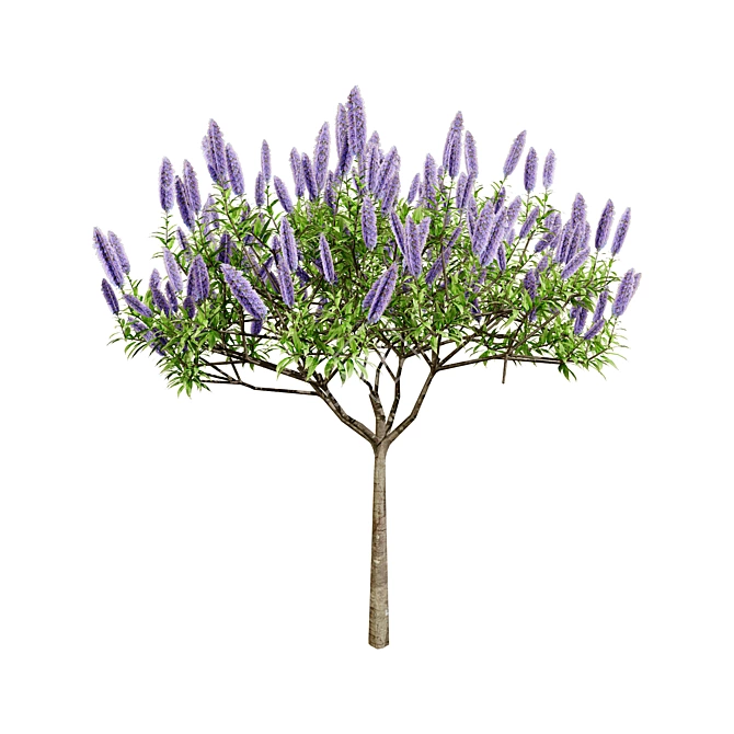 Pride of Madeira 3D Floral 3D model image 3