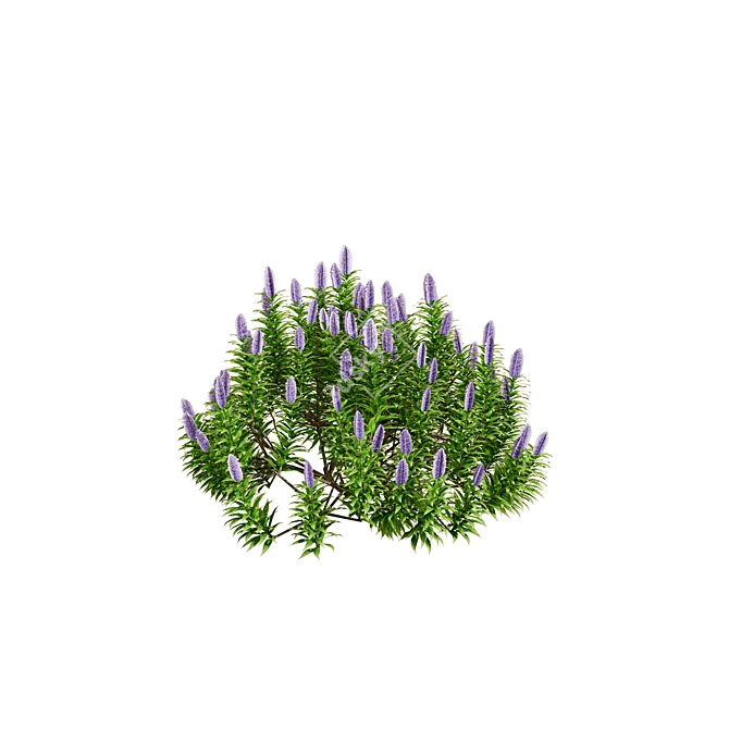 Pride of Madeira 3D Floral 3D model image 6