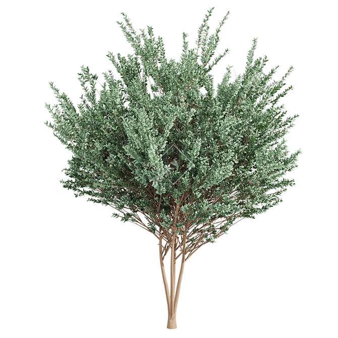 High-Quality Eucalyptus Tree Model 3D model image 3