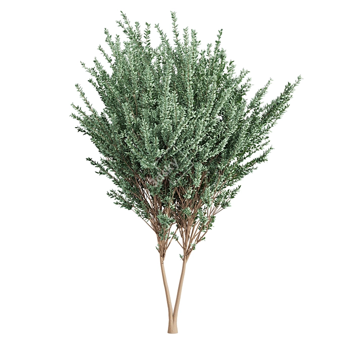 High-Quality Eucalyptus Tree Model 3D model image 4