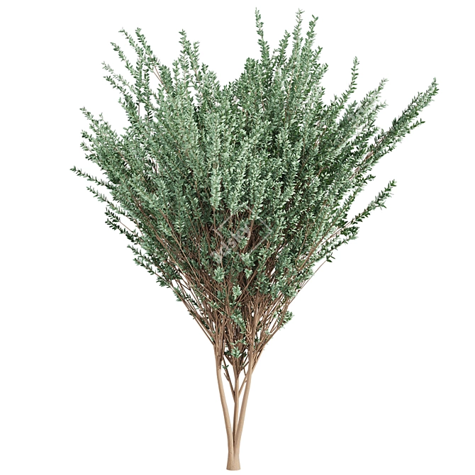 High-Quality Eucalyptus Tree Model 3D model image 5