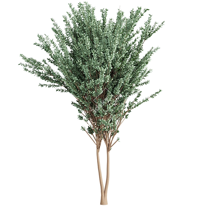 High-Quality Eucalyptus Tree Model 3D model image 6