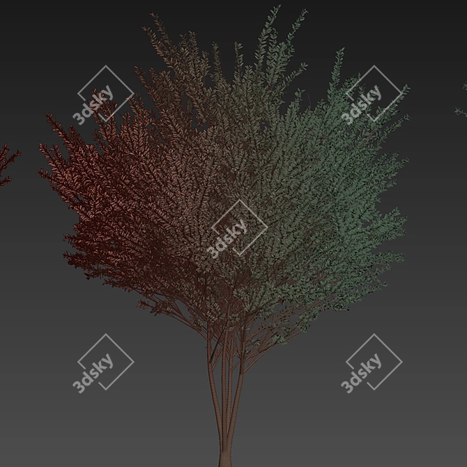 High-Quality Eucalyptus Tree Model 3D model image 7