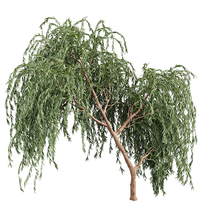 Eucalyptus Caesia Tree Model 3D model image 2