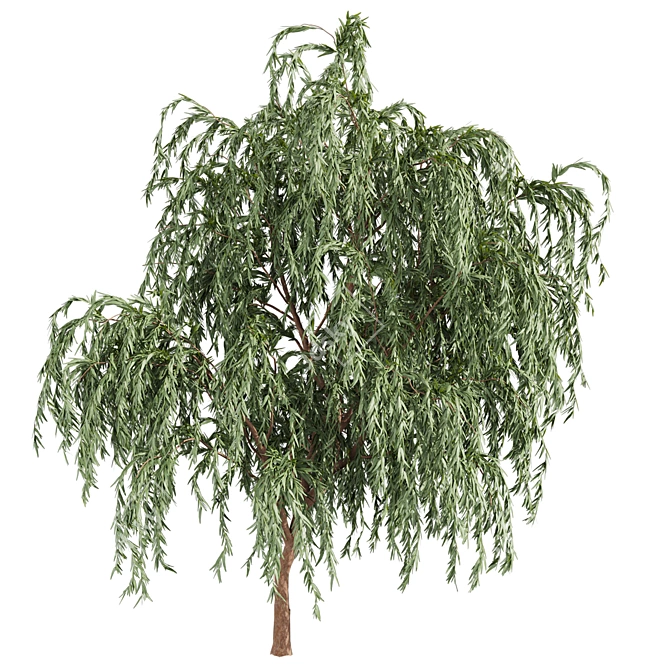 Eucalyptus Caesia Tree Model 3D model image 3