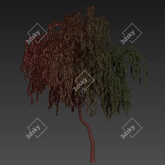 Eucalyptus Caesia Tree Model 3D model image 7