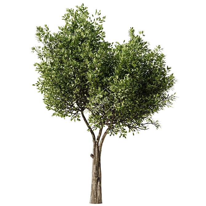 Modern Olive Tree Set24 Miniature 3D model image 2