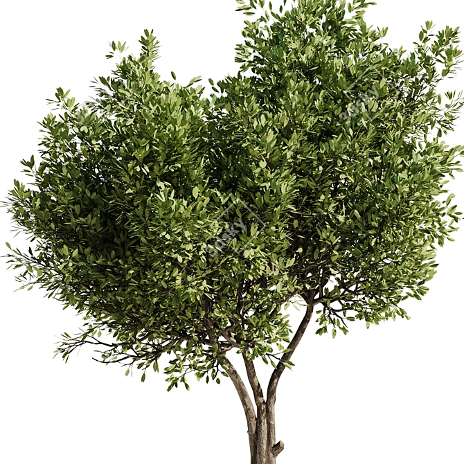 Modern Olive Tree Set24 Miniature 3D model image 3