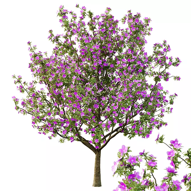 Tibouchina Glory Tree Beauty 3D model image 2