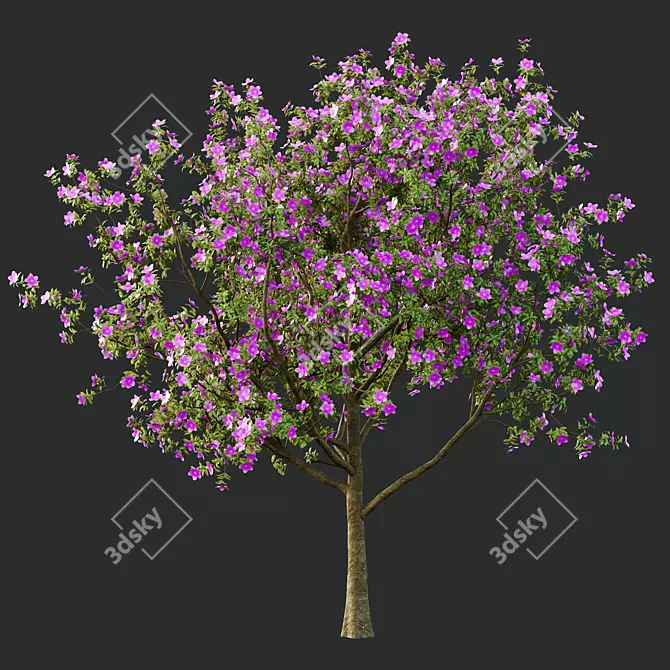 Tibouchina Glory Tree Beauty 3D model image 3