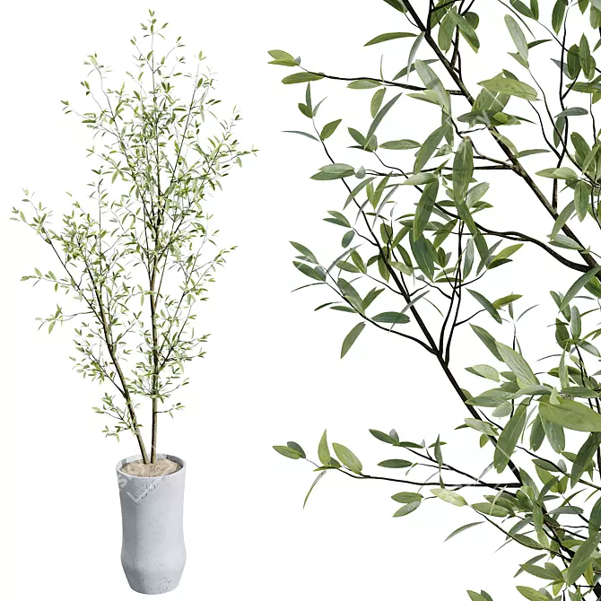 Mediterranean Joyplants Olive Tree Set 3D model image 2