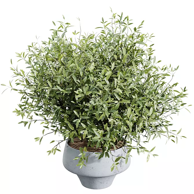 Mediterranean Joyplants Olive Tree Set 3D model image 4