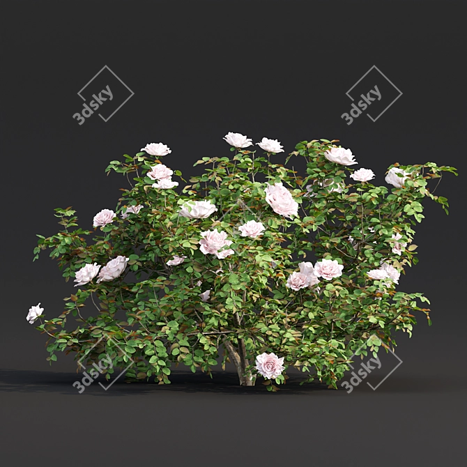 Vol 74 Rose Bush Collection 3D model image 3