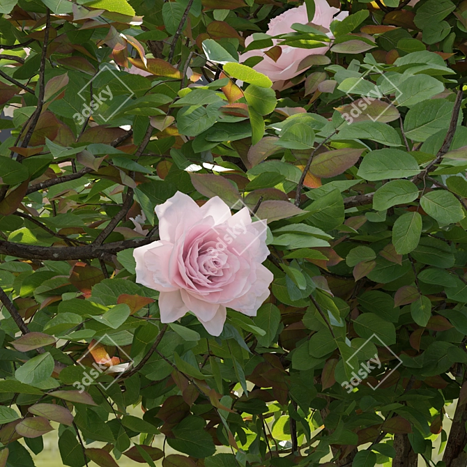 Vol 74 Rose Bush Collection 3D model image 6