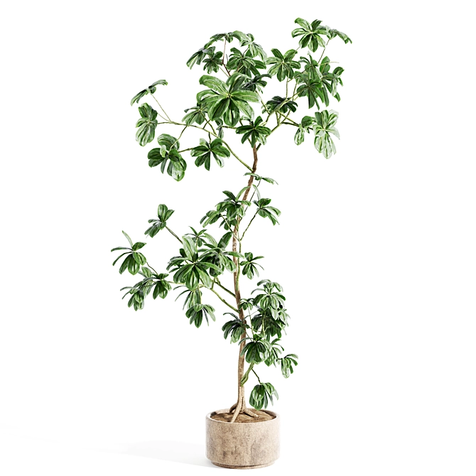 Custom 3D Schefflera Plant Model 3D model image 1