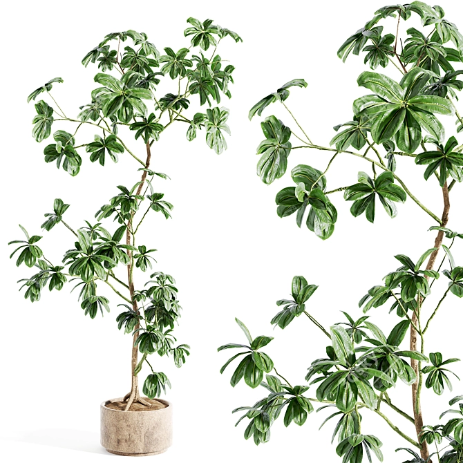 Custom 3D Schefflera Plant Model 3D model image 2