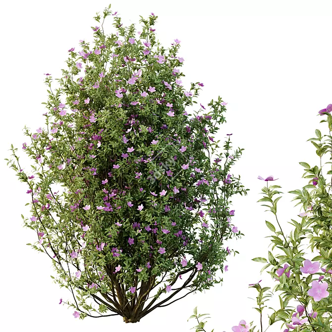 Tibouchina Semidecandra Tree Model 3D model image 2