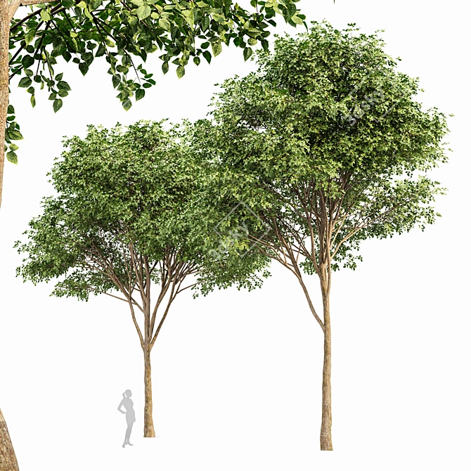 Archived Gray Alder & Pollard Willow 3D model image 6