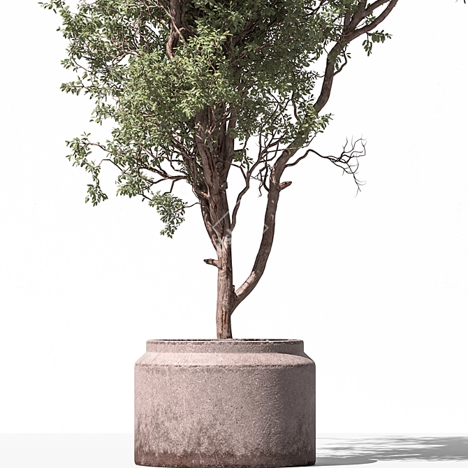 Unique Tree in Pot Option 3D model image 3