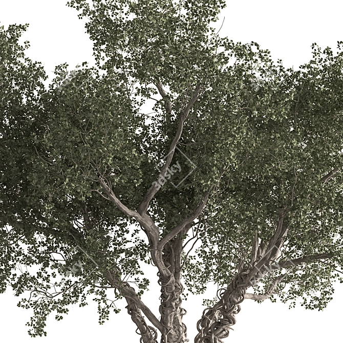 Rustic Populus Tree Collection 3D model image 2