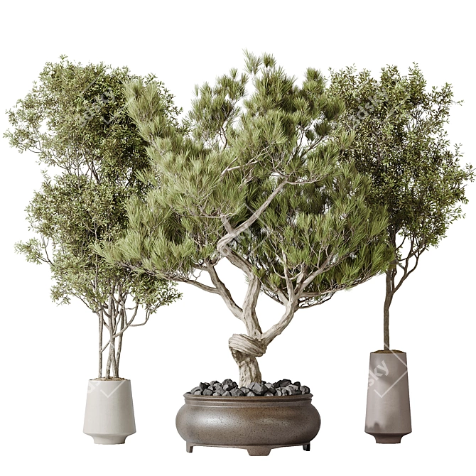 Bonsai & Olive Indoor Plant Set 3D model image 1