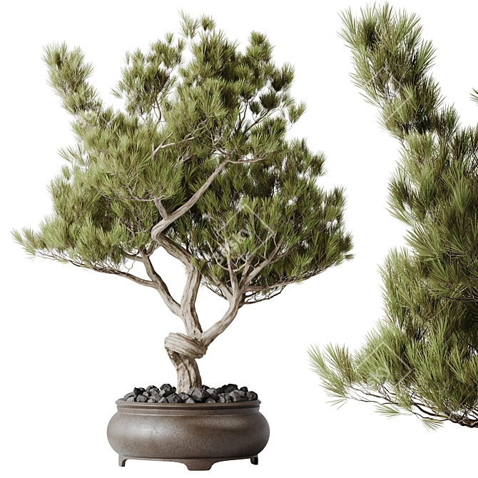 Bonsai & Olive Indoor Plant Set 3D model image 2