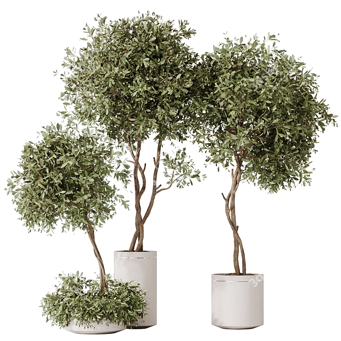 Bonsai Pinus & Artificial Olive Set 3D model image 2