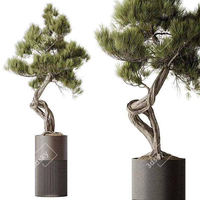 Bonsai Pinus & Artificial Olive Set 3D model image 3