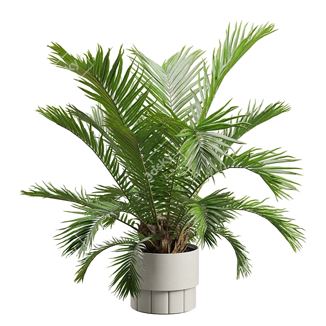 Exotic Sago Palm Ornamental Plant 3D model image 4