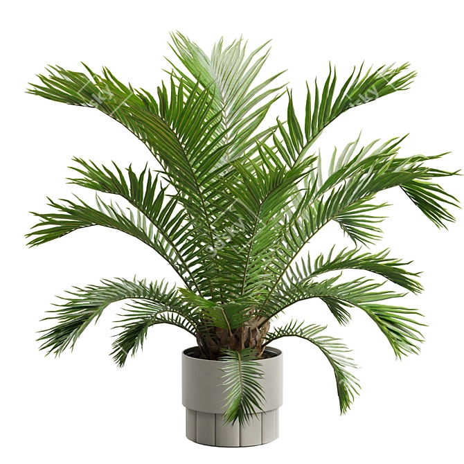 Exotic Sago Palm Ornamental Plant 3D model image 6