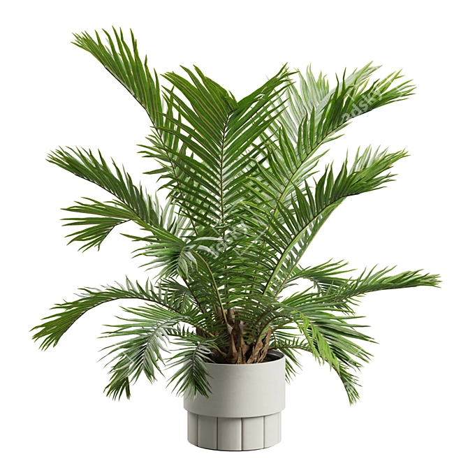 Exotic Sago Palm Ornamental Plant 3D model image 7