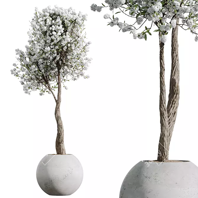 Cherry Blossom Tree St. Tropez Planter 3D model image 2