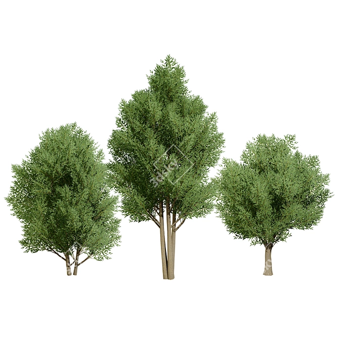 Low Poly Salix Alba Tree Pack 3D model image 1