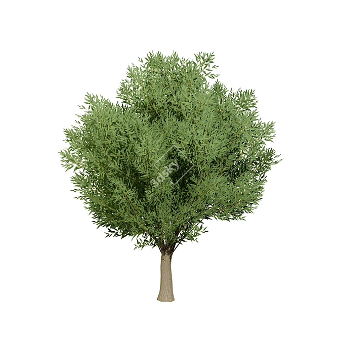 Low Poly Salix Alba Tree Pack 3D model image 4