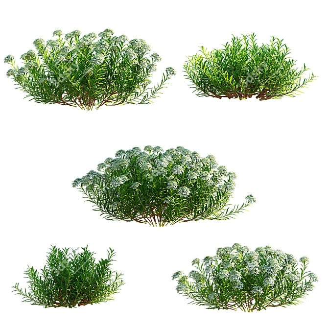 Eternal Green Iberis Flowers Pack 3D model image 7