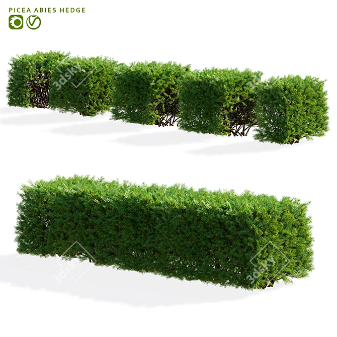 Picea Abies Hedge Assortment 3D model image 1