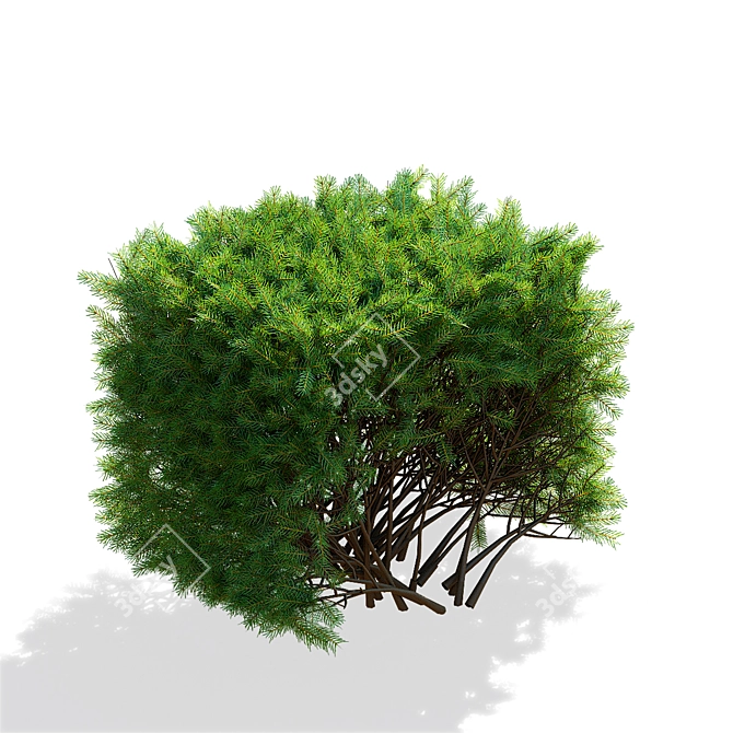 Picea Abies Hedge Assortment 3D model image 3