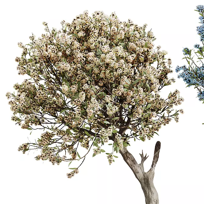 Cherry Blossom Tree Tropez Planter 3D model image 2