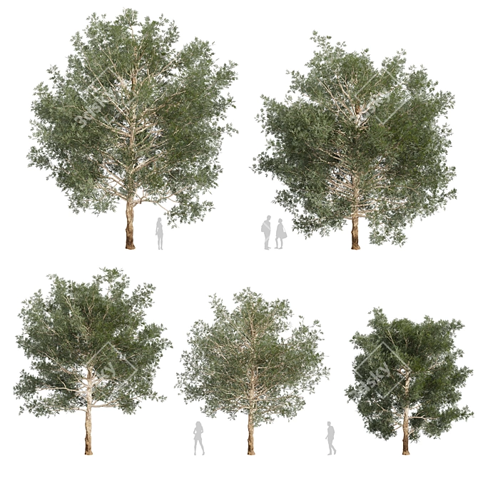 Premium Eucalyptus Grandis Tree Model 3D model image 1