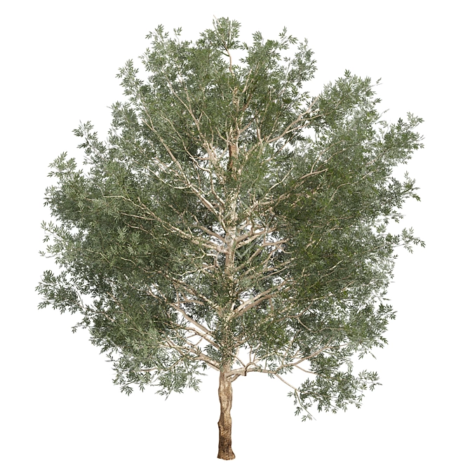 Premium Eucalyptus Grandis Tree Model 3D model image 2