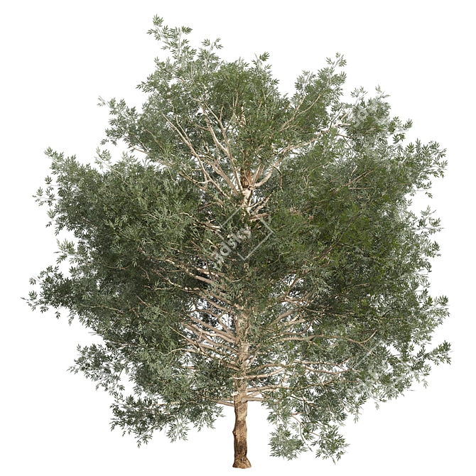 Premium Eucalyptus Grandis Tree Model 3D model image 3